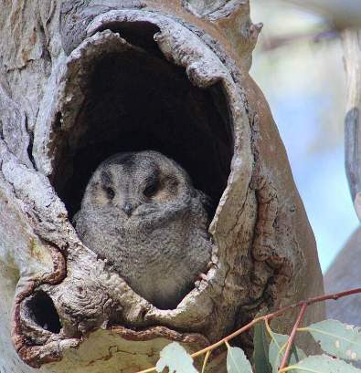 owl in tree hollow